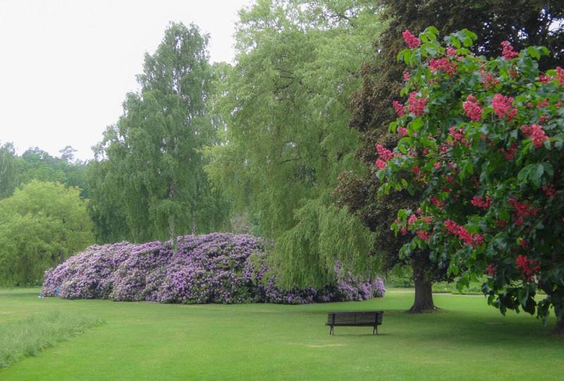 Cafe Mandeltartan B&B Villafloraviola Ronneby Exterior foto
